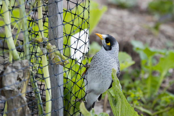 Tirumala Bird Netting Services